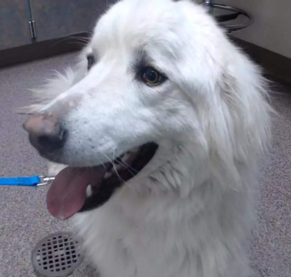 Cheyenne’s Critter Of The Week Is Lady