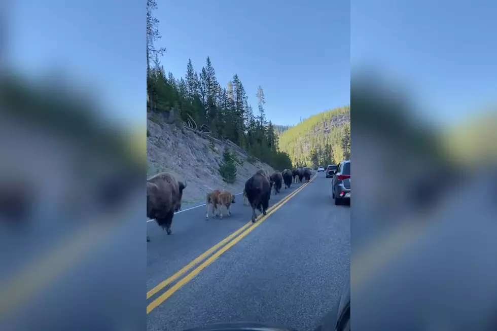 Watch This Bison Herd Shield Calves from Traffic in Yellowstone National Park